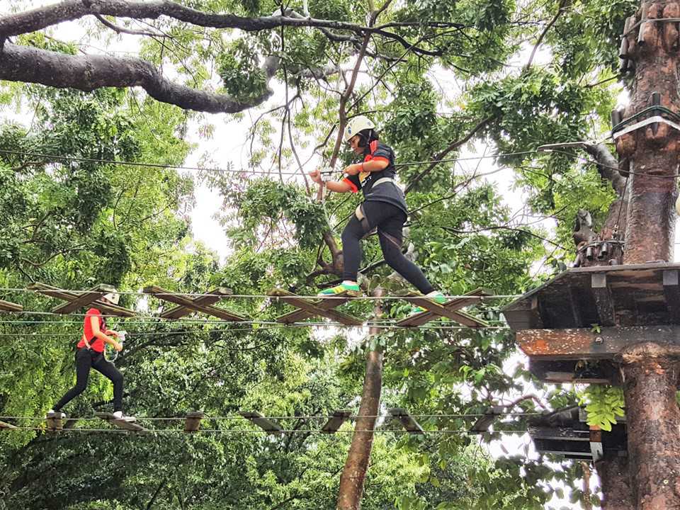 A Treetop Adventure Image 2